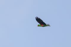 Eclectus Parrot
