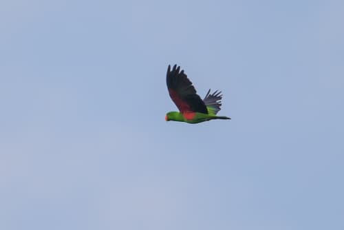 Eclectus Parrot