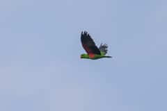 Eclectus Parrot