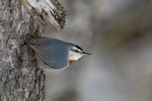 Krüper's Nuthatch