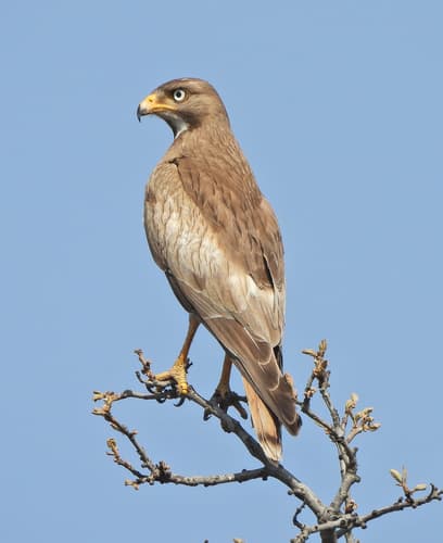 White-eyed Buzzard