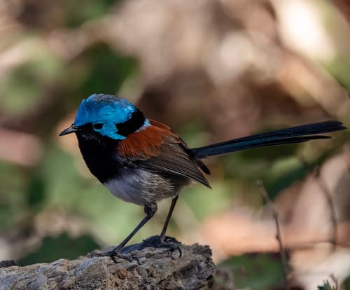 Red-winged Fairywren