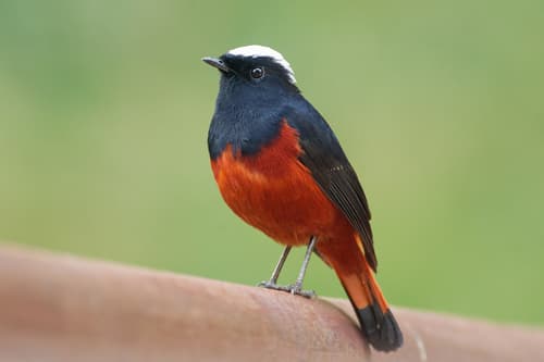 White-capped Redstart