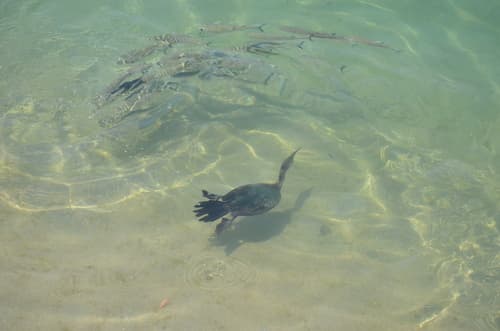 Double-crested Cormorant