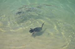 Double-crested Cormorant