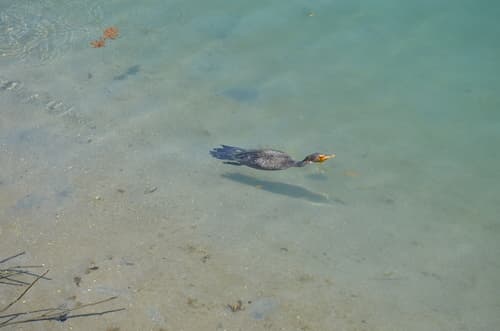 Double-crested Cormorant