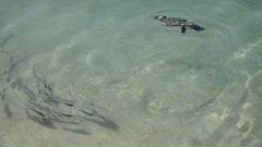 Double-crested Cormorant
