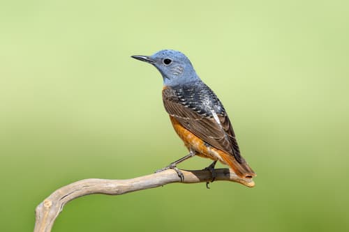 Common Rock-Thrush