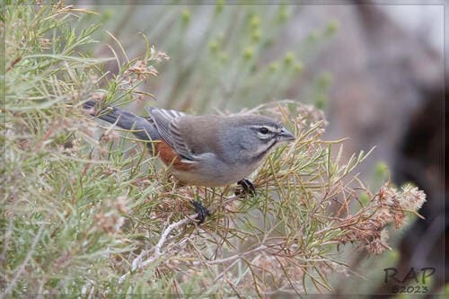 Rufous-sided Warbling-Finch