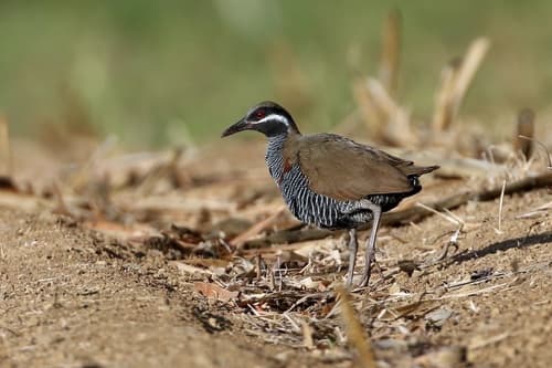 Barred Rail