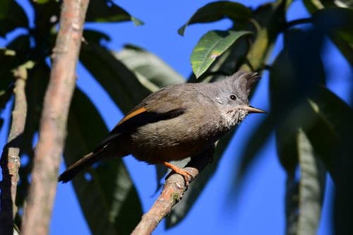 Stripe-throated Yuhina