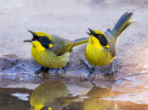 Yellow-tufted Honeyeater