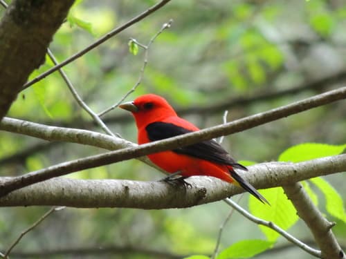 Scarlet Tanager