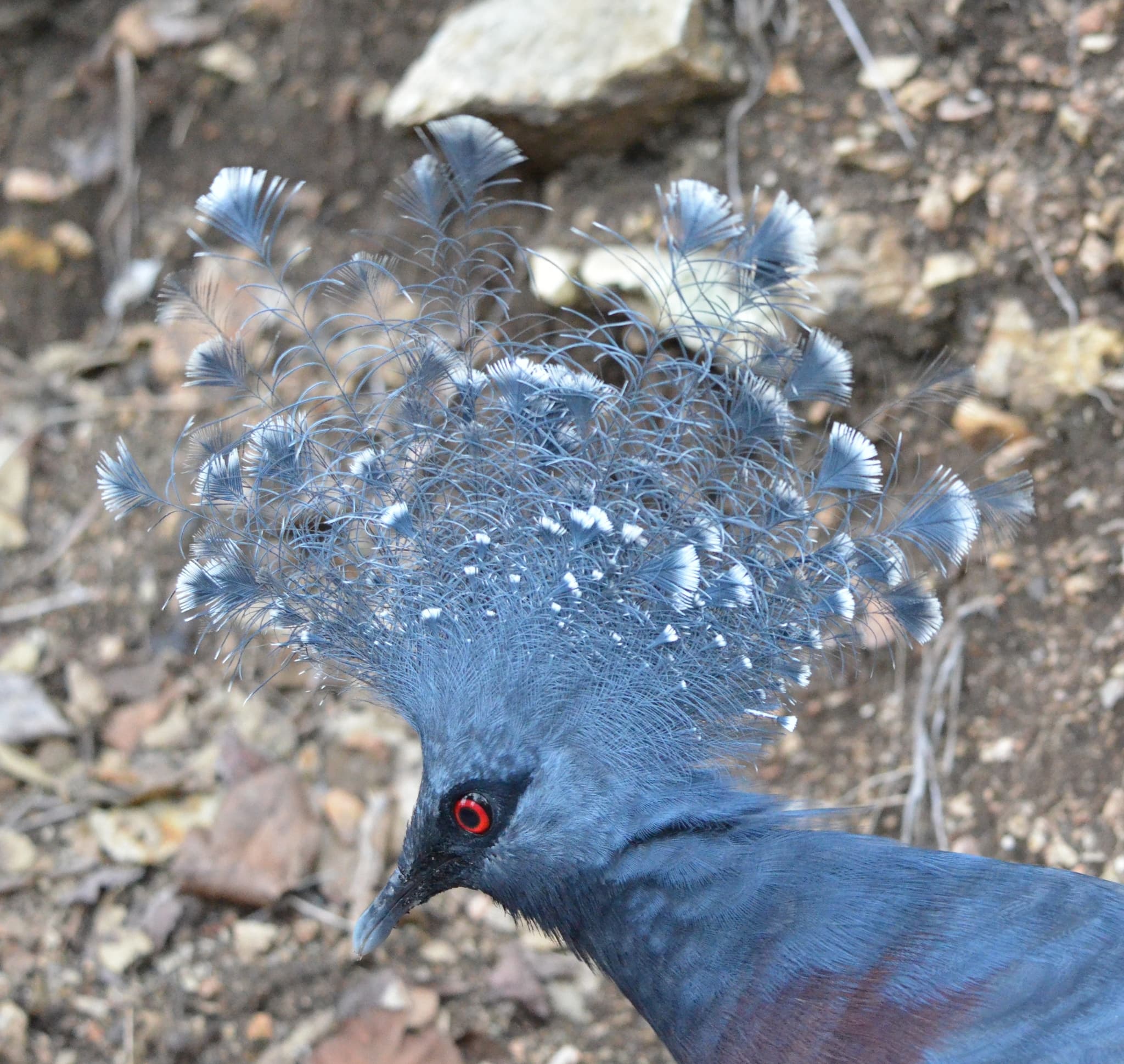Victoria Crowned Pigeon