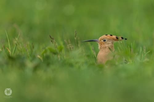 Hoopoe