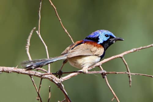 Purple-backed Fairywren