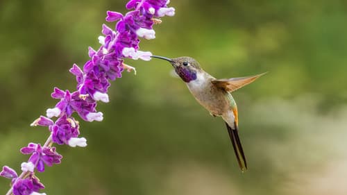 Oasis Hummingbird