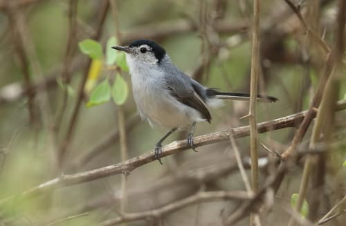 White-browed Gnatcatcher