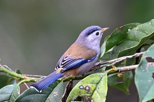 Blue-winged Minla
