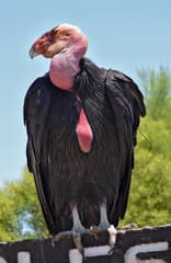 California Condor