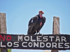 California Condor
