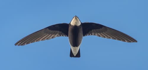 White-throated Needletail