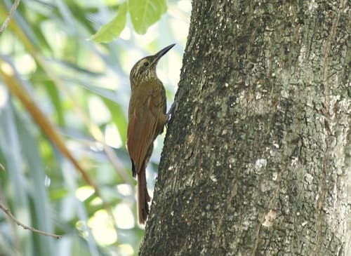Planalto Woodcreeper