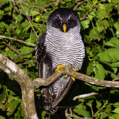 Black-and-white Owl
