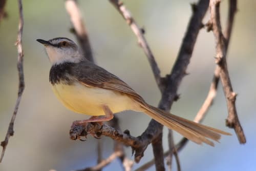 Black-chested Prinia