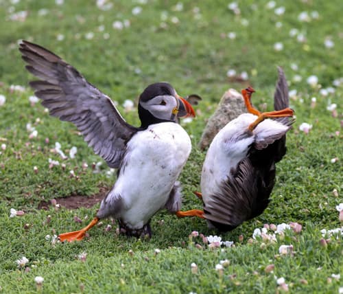 Atlantic Puffin