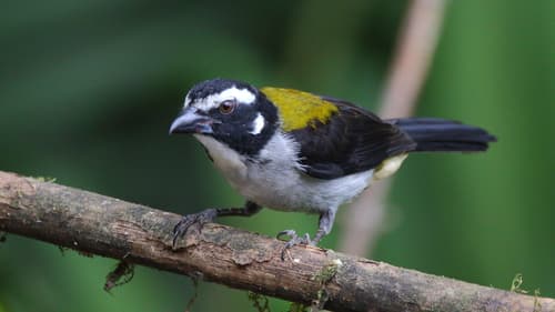 Black-winged Saltator
