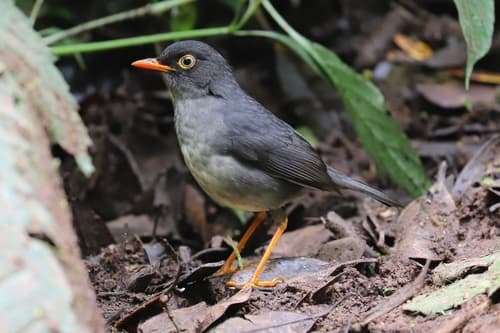 Slaty-backed Nightingale-Thrush