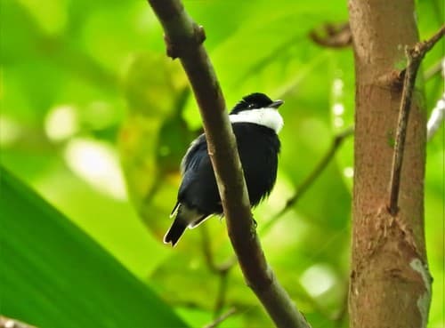 White-ruffed Manakin