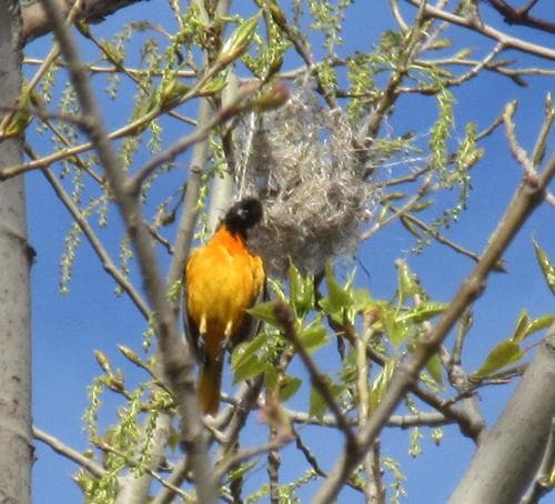 Baltimore Oriole