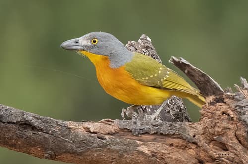 Grey-headed Bushshrike