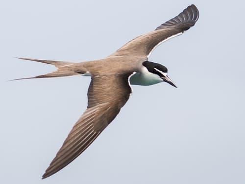 Bridled Tern
