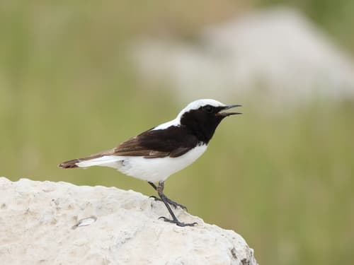 Finsch's Wheatear