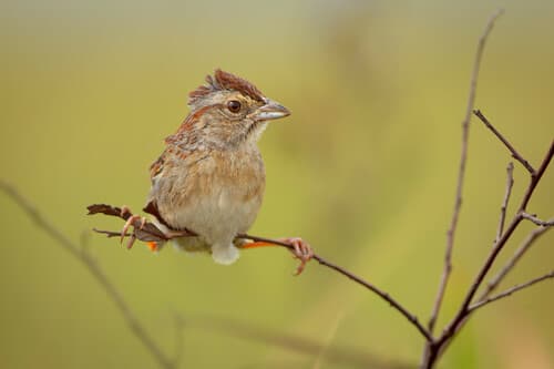Bachman's Sparrow