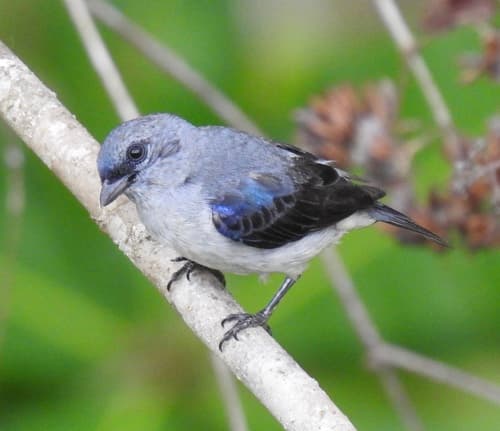 Plain-colored Tanager