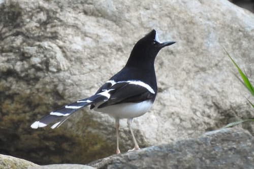 White-crowned Forktail