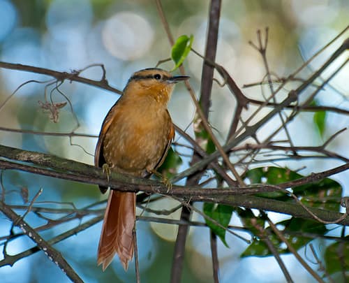 Buff-fronted Foliage-gleaner