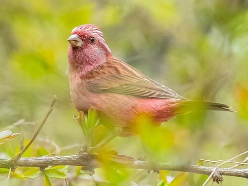 Pink-browed Rosefinch