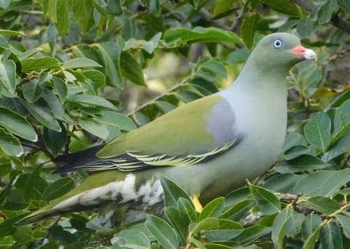 African Green-Pigeon