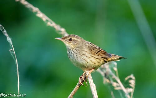 Lanceolated Warbler