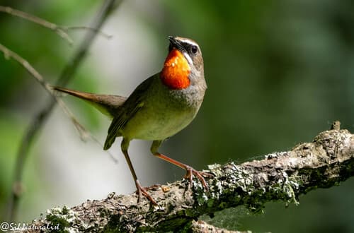 Siberian Rubythroat