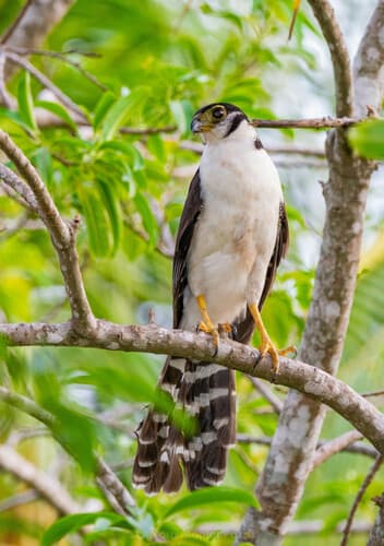 Collared Forest-Falcon