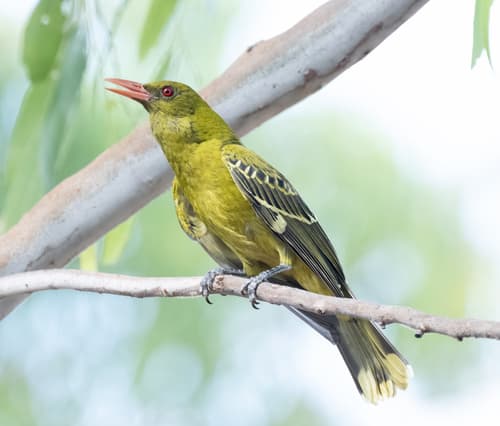 Green Oriole