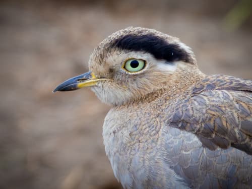 Peruvian Thick-knee