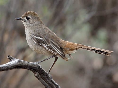 Southern Scrub Robin