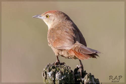 Freckle-breasted Thornbird